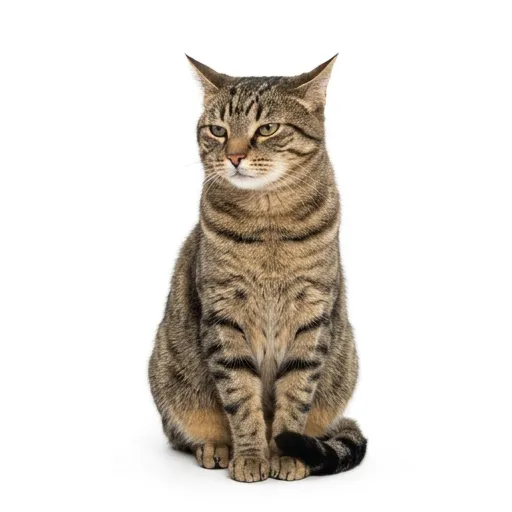 Tabby cat — chocolate is more toxic to cats than dogs but poisoning is rare