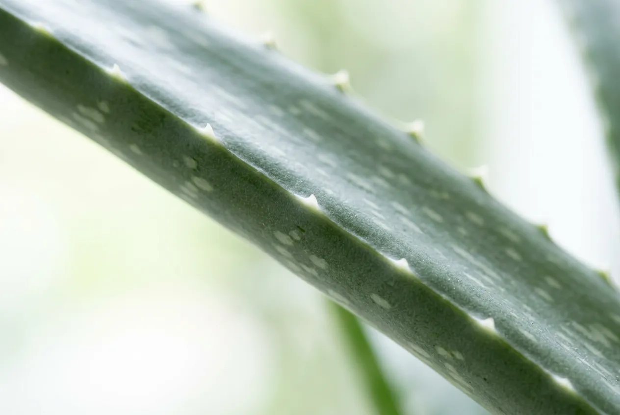Aloe vera leaf showing serrated white teeth along edge and fleshy cross-section