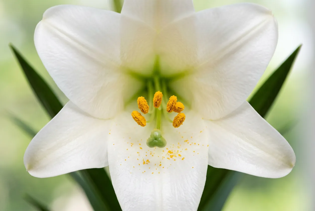 Easter lily flower close-up showing orange pollen-covered anthers - the pollen is toxic to cats